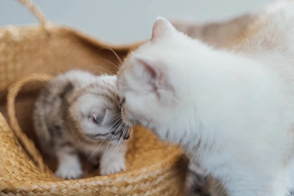 Katzenmutter Beobachtet Ihr Verspieltes Kätzchen Einem Korb Sitzend Haustiere Und — Stockfoto