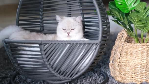 Blanco Pedigreed Gato Cilling Mascota Swing Casa Gatito Doméstico Relajante — Vídeos de Stock