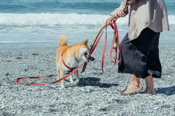Woman and her four-legged friend having wonderful time walking along beach. Girl and her furry companion shiba dog filling with happiness on nature.