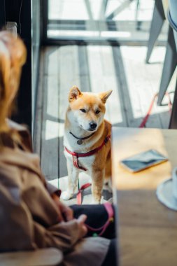 Shiba inu köpeği evcil hayvan dostu bir kafede sahibini bekliyor.. 