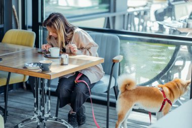 Shiba inu köpeği evcil hayvan dostu bir kafede sahibini bekliyor. Sahibi kahvaltı ederken pencereye bakan sevimli Asyalı köpek..