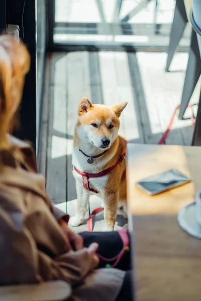 Shiba Inu Cão Espera Seu Proprietário Café Amigável Animais Estimação — Fotografia de Stock