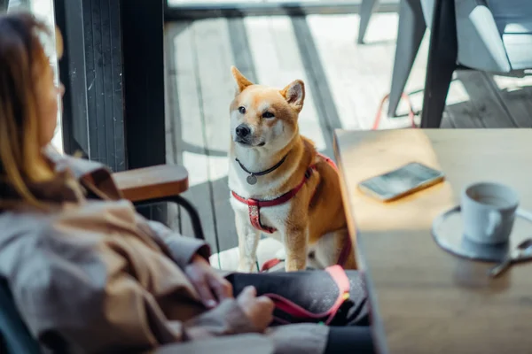 Shiba Inu Asiático Cão Espera Seu Dono Café Pet Esperando — Fotografia de Stock