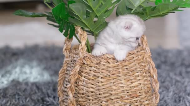 小さなかわいい英国の子猫は花とウィッカーバスケットを登る 遊び心のある子猫の肖像 — ストック動画