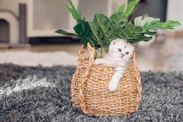 小可爱的英国小猫藏在有花的柳条篮里 玩世不恭的小猫的肖像 — 图库照片