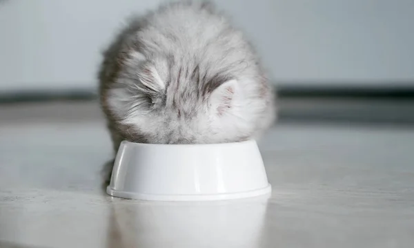 家喻户晓的纯正毛茸茸的小猫从他的白碗里吃东西 莫科普 — 图库照片