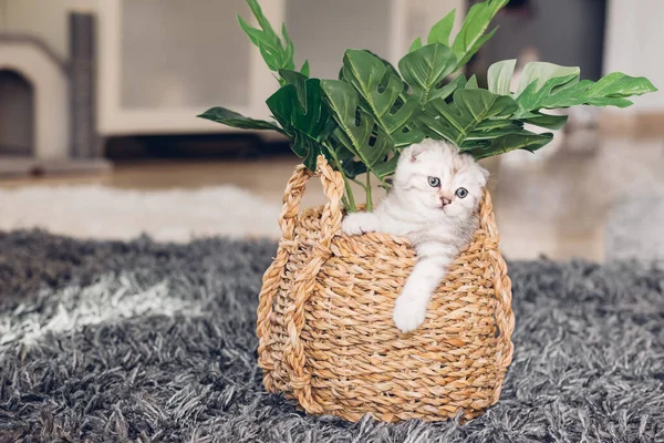 Kleine Süße Britische Kätzchen Versteckt Weidenkorb Mit Blumen Porträt Eines Stockbild
