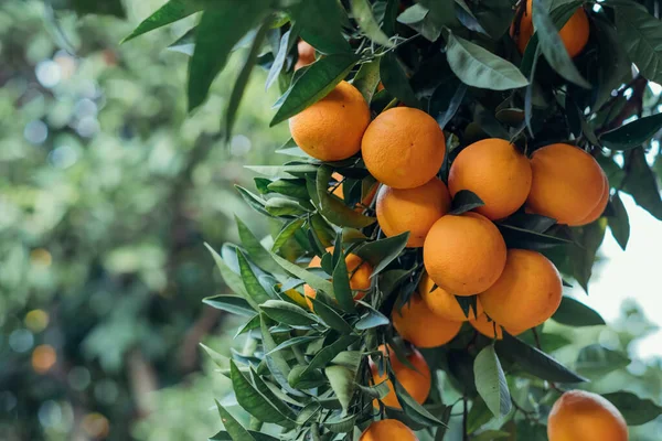 Fruktträdgård Träd Och Grenar Med Mogna Saftiga Citrusfrukter — Stockfoto