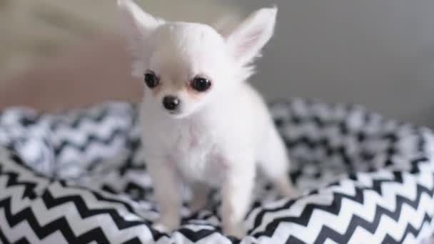 Söt Liten Valp Husdjur Chihuahua Sitter Ett Husdjur Kudde Och — Stockvideo