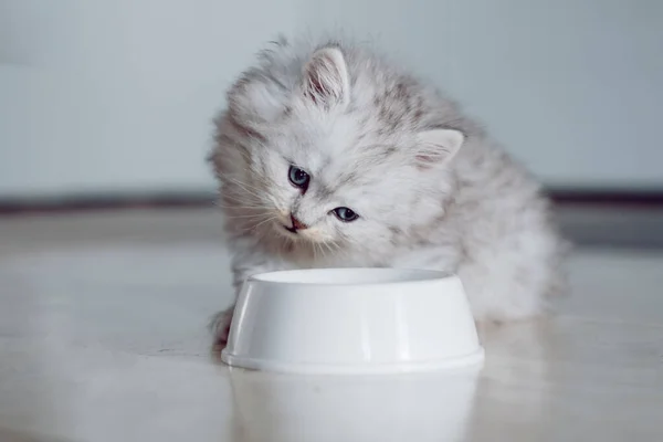 彼の白いボウルから食べる国内面白い純白のふわふわ子猫 モックアップ — ストック写真