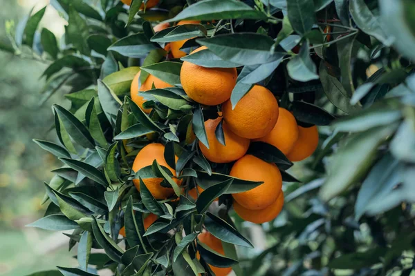 Fruktträdgård Träd Och Grenar Med Mogna Saftiga Citrusfrukter — Stockfoto