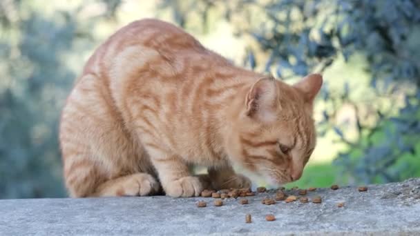 Handsome Ginger Cat Eats Dry Food Street Young Homeless Hungry — Stock Video