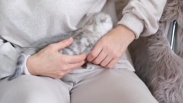 Mulher Belas Roupas Bege Mantém Pequeno Gatinho Bonito Joelhos — Vídeo de Stock