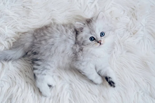 白色地毯上可爱的灰色小猫的头像 小家猫躺在织物上 看着摄像机 — 图库照片