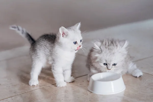 两只可爱的小猫在同一个碗里吃东西 有趣的小猫咪们津津有味地吃着特殊的食物当宠物 — 图库照片