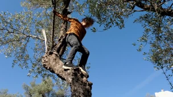Chico Valiente Trepando Árbol Niño Saltando Árbol Disparo Ángulo Bajo — Vídeos de Stock
