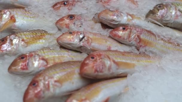 얼음에서 유기농붉은 다랭이를 잡았어 해산물 시장이나 가게의 진열품 — 비디오