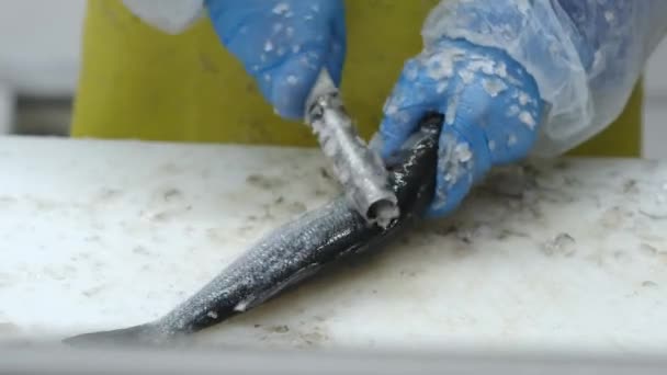 带手套的手用特殊刀把鱼鳞上的鱼专业地清洗干净 — 图库视频影像
