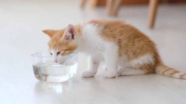 从玻璃碗中取出可爱的家猫饮水 — 图库视频影像