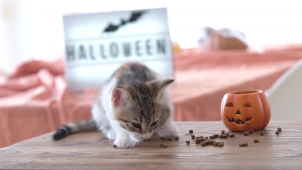 Small Cute Kitten Eats Festive Pet Food Halloween Decoration Background — Stock Video