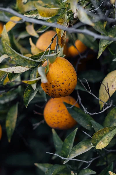 Citrusträd Fruktträdgården Drabbade Svampen Punkt Sjukdom — Stockfoto
