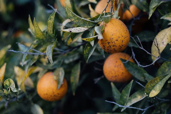 Citrusträd Fruktträdgården Drabbade Svampen Punkt Sjukdom — Stockfoto