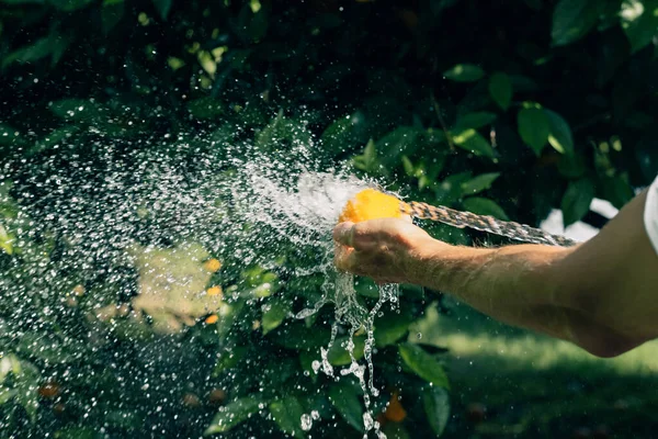 Man Hands Washes Orange Water Hose Garden Eat Fresh Fruit — Stock Photo, Image