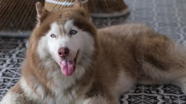 Pedigree brown malamute dog lies on a tile floor in a hot climate. dog sticking out tongue in hot weather.