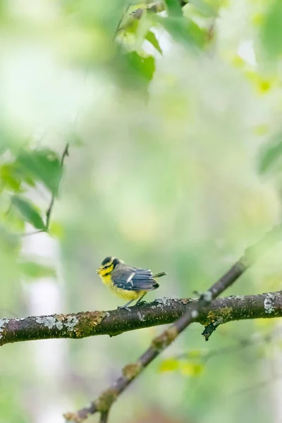 Wild Bird Natural Habitat Funny Cute Nestling Sitting Branches Tree — стоковое фото