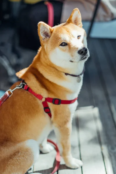 Shiba Inu Hund Wartet Auf Seinen Besitzer Einem Haustierfreundlichen Café — Stockfoto
