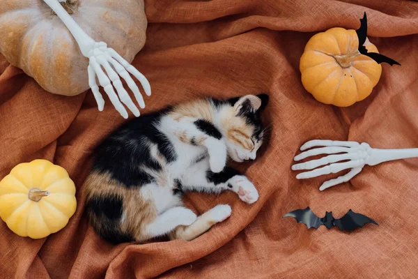 Χέρια Ενός Σκελετού Τεντωμένα Πίσω Από Ένα Κοιμισμένο Χαριτωμένο Γατάκι — Φωτογραφία Αρχείου