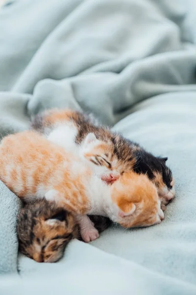 Gatitos Recién Nacidos Recién Nacidos Gatitos Ciegos Dormir Cómodamente Todos — Foto de Stock