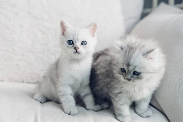 Retrato Dois Pequenos Gatos Domésticos Engraçados Mobília Leve — Fotografia de Stock
