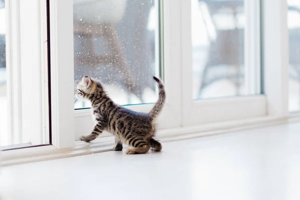 Kleine Süße Kätzchen Erkundet Den Raum Haus Schaut Aus Dem Stockbild