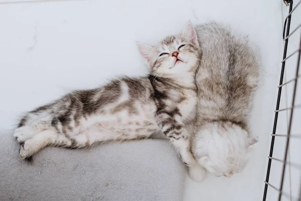 Blick Von Oben Auf Zwei Entzückende Kleine Reinrassige Kätzchen Die lizenzfreie Stockbilder