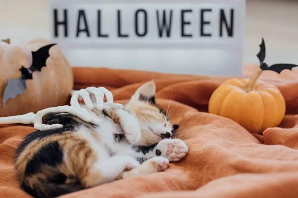 Hands of a skeleton stretch behind a sleeping cute kitten on halloween sign background. Pets and Halloween