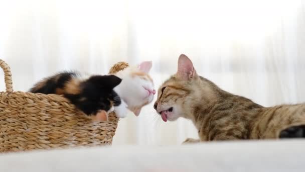 Dwa Małe Urocze Leniwe Kociaki Leżące Koszyku Matki Kota Który — Wideo stockowe