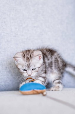 Küçük kedi yavrusu evcil oyuncaklarla oynuyor. İngiliz kısa boylu kedisi otobüste eğleniyor..