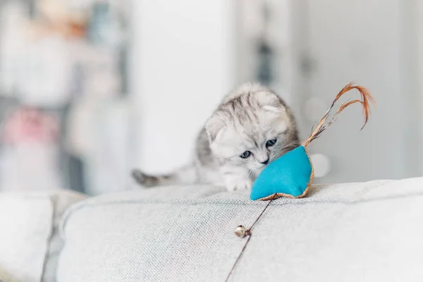 Beautiful kitten plays with pet toy. British shorthair cat having fun on sofa
