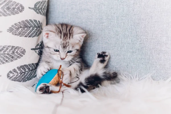 Kitten plays with pets toy. Small British cat of gray and white color hunts for cat toy while lazy funny sitting on sofa. Copy space.