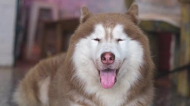Sıcak iklimde bir fayans zemininde soylu kahverengi malamute köpek yatıyor. Köpekler sıcak havada dillerini çıkarırlar..