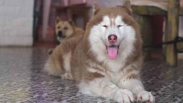 血統茶色のマラメイト犬は暑い気候のタイルの床にあります 暑さの中舌を突き出す犬 — ストック動画