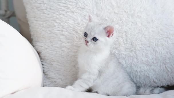 Portrait Cute White Fluffy Little Cat Walking Sofa — Stock Video