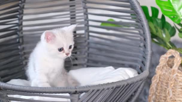 Λευκό Παιδίατρος Γάτα Ψύξη Κούνια Κατοικίδιων Ζώων Στο Σπίτι Κατοικίδια — Αρχείο Βίντεο