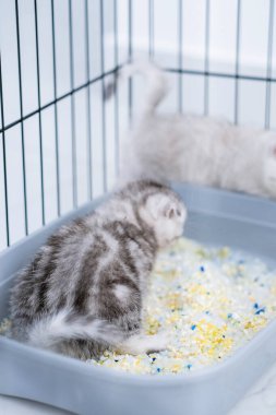 Arkadaki kedi yavrusu kum havuzunda oturuyor. İskoç kedi yavrusu kumluğuna işiyor.