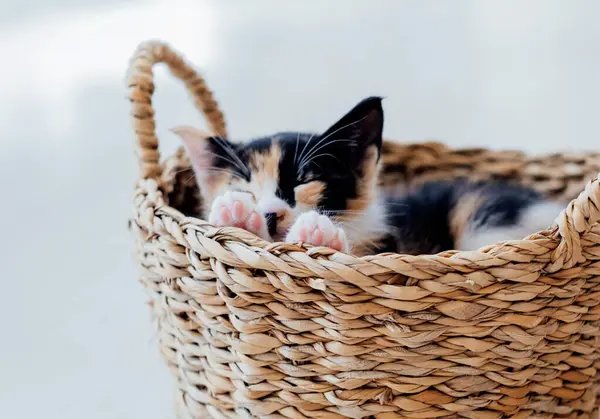 Small cute tricolor kitten sleeps comfortably in a wicker basket on the floor.