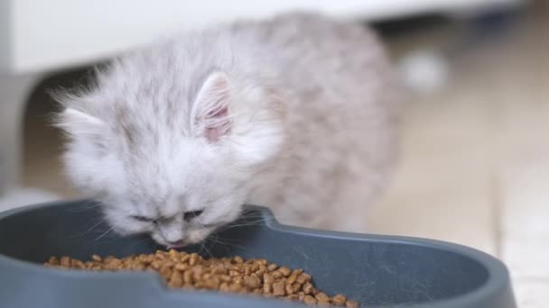 Domestic Funny Purebred Fluffy Kitten Eating His Pets Bowl — Stock Video