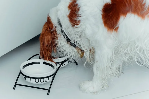 Dog drinking water from bowl. Purebred dog eating in room
