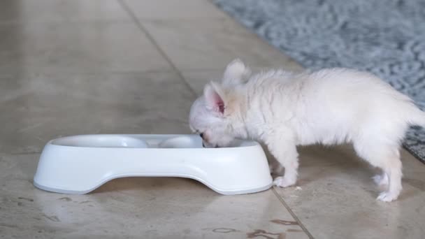 Chihuahua Branco Bonito Bebendo Uma Tigela Uma Sala Estar — Vídeo de Stock