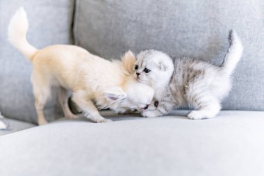 Şirin bir kedi ve bir köpek yavrusu birlikte oynuyorlar. Evcil hayvanlar arasındaki arkadaşlık 